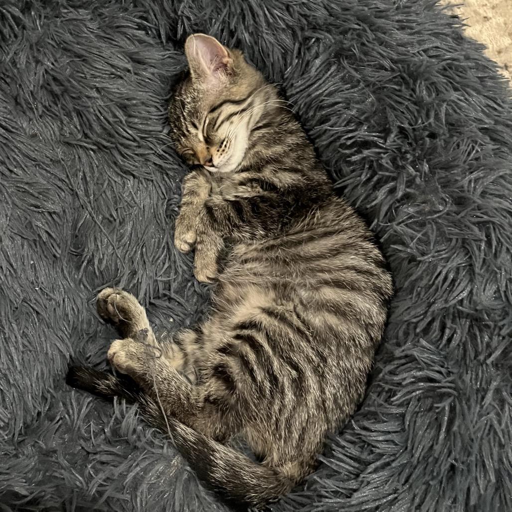 Enlarge Sashimi, a Adoptable Domestic Short Hair in Potomac, MD image 3/3