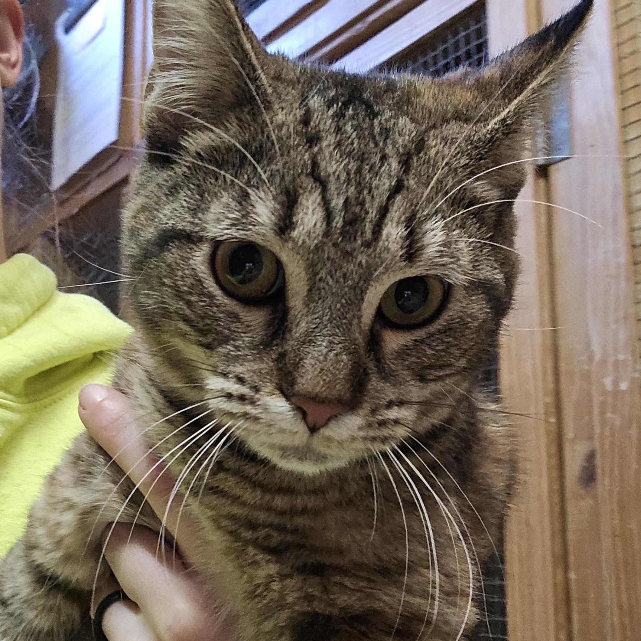 Enlarge Dawn, a Adoptable Domestic Short Hair in Shippenville, PA image 1/5