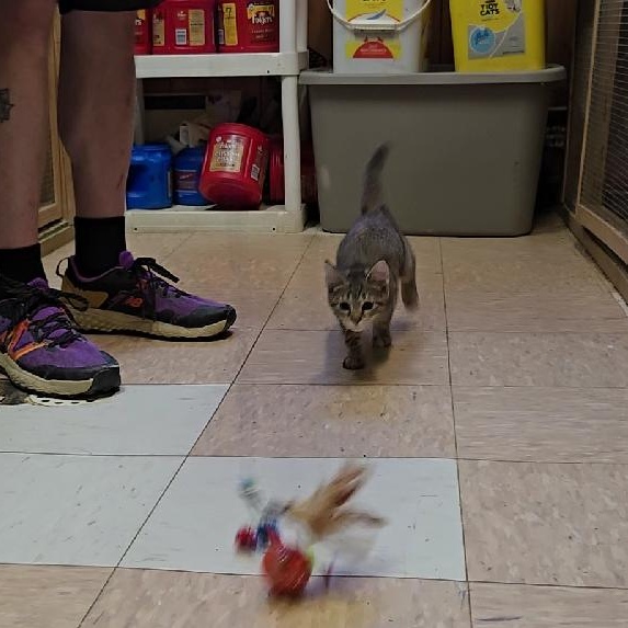 Dawn, a ADOPTABLE Domestic Short Hair in Shippenville, PA image 3/3