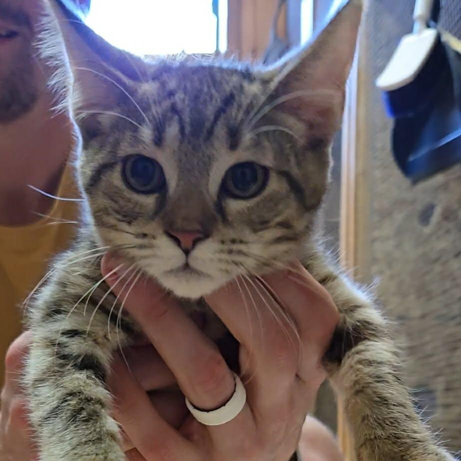 Dawn, ADOPTABLE, Kitten Female Domestic Short Hair.