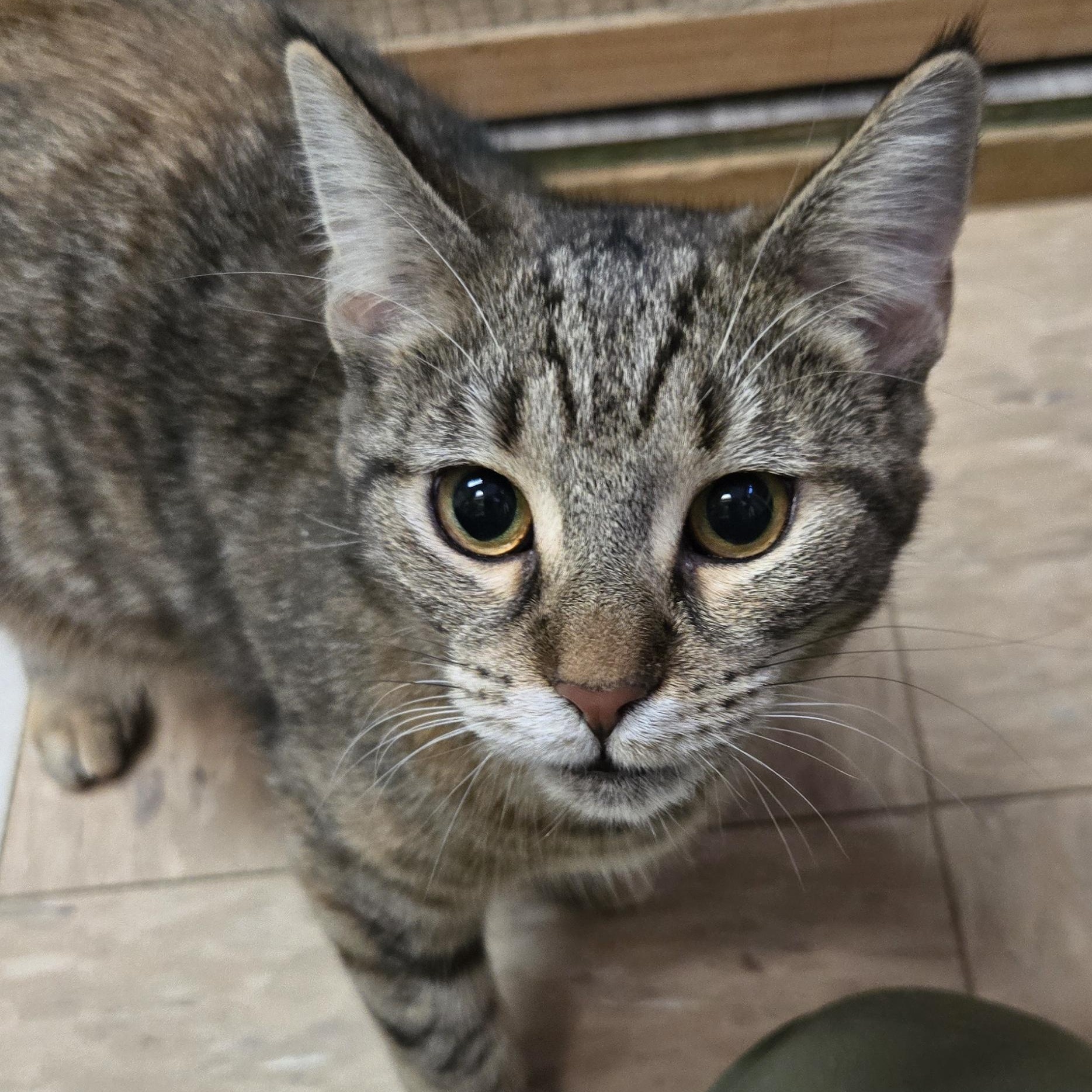 Enlarge Dawn, a Adoptable Domestic Short Hair in Shippenville, PA image 2/5