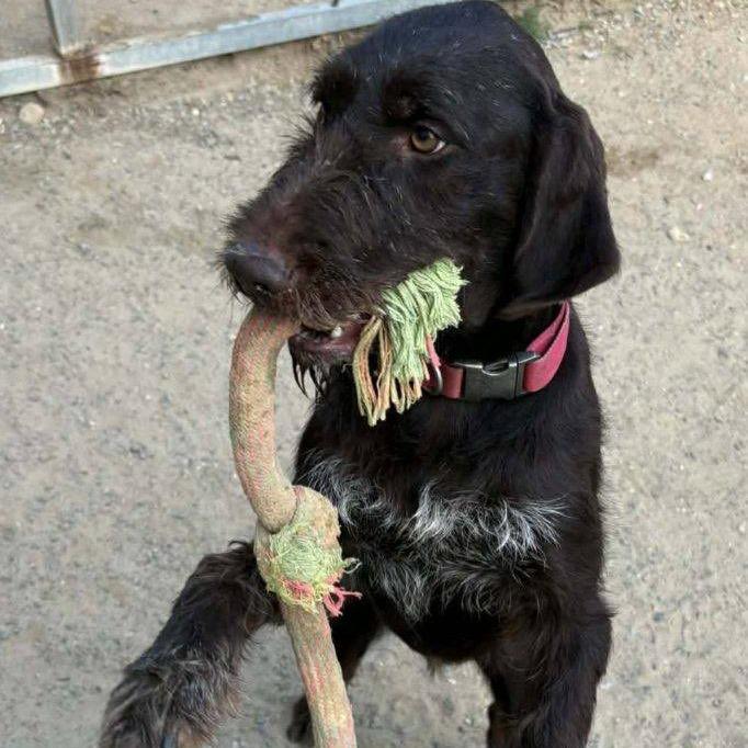 Lizzie (Hopewell, Virginia), Adoptable, Young Female German Wirehaired Pointer.