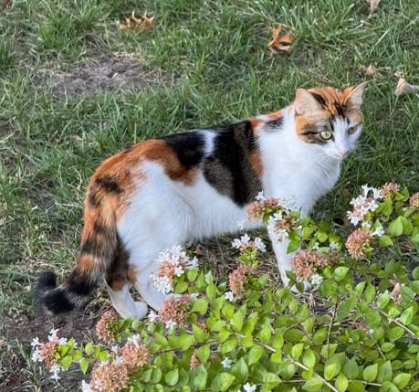 S'more, Adoptable, Adult Female Calico.