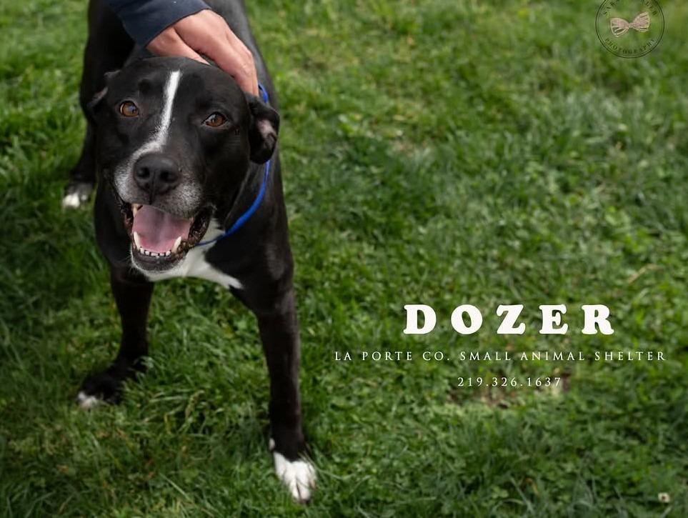 Dozer, Adoptable, Adult Male Pit Bull Terrier & Labrador Retriever.