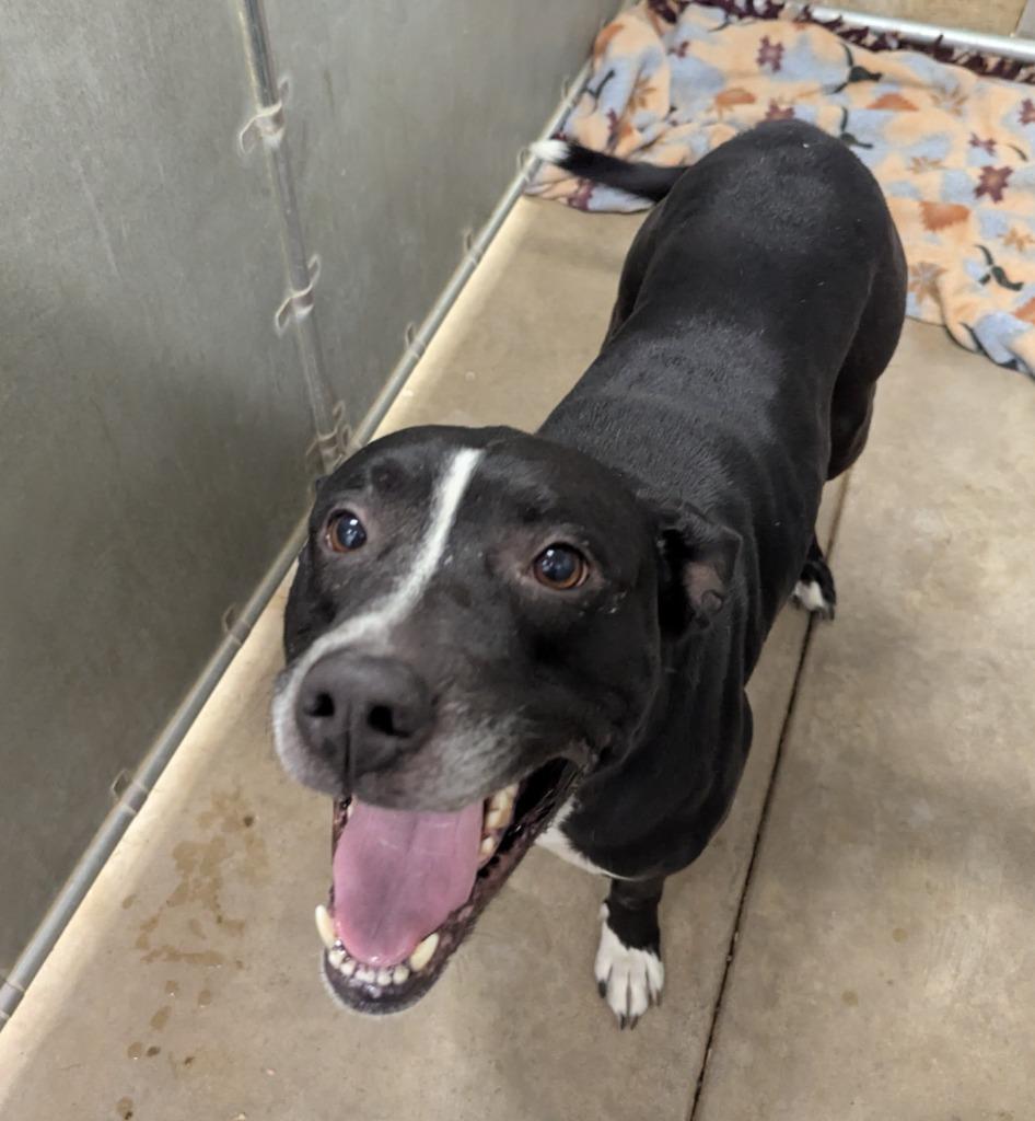 Dozer, a Adoptable mixed breed in La Porte, IN image 2/2
