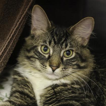 Enlarge Jace Jr., a Adoptable mixed breed in Madison, WI image 1/3