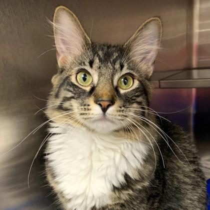 Enlarge Jace Jr., a Adoptable mixed breed in Madison, WI image 2/3