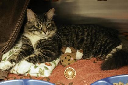 Enlarge Jace Jr., a Adoptable mixed breed in Madison, WI image 3/3