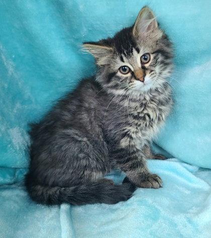 Enlarge 7053 (Iris), a Adopted Domestic Long Hair in Lake City, MI image 1/1