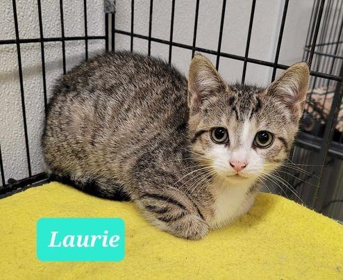 Enlarge Laurie, a Adoptable mixed breed in Richmond, IN image 1/3