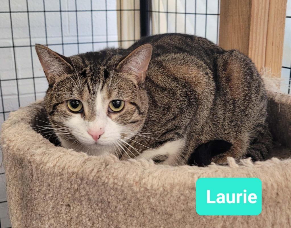 Enlarge Laurie, a Adoptable mixed breed in Richmond, IN image 2/3