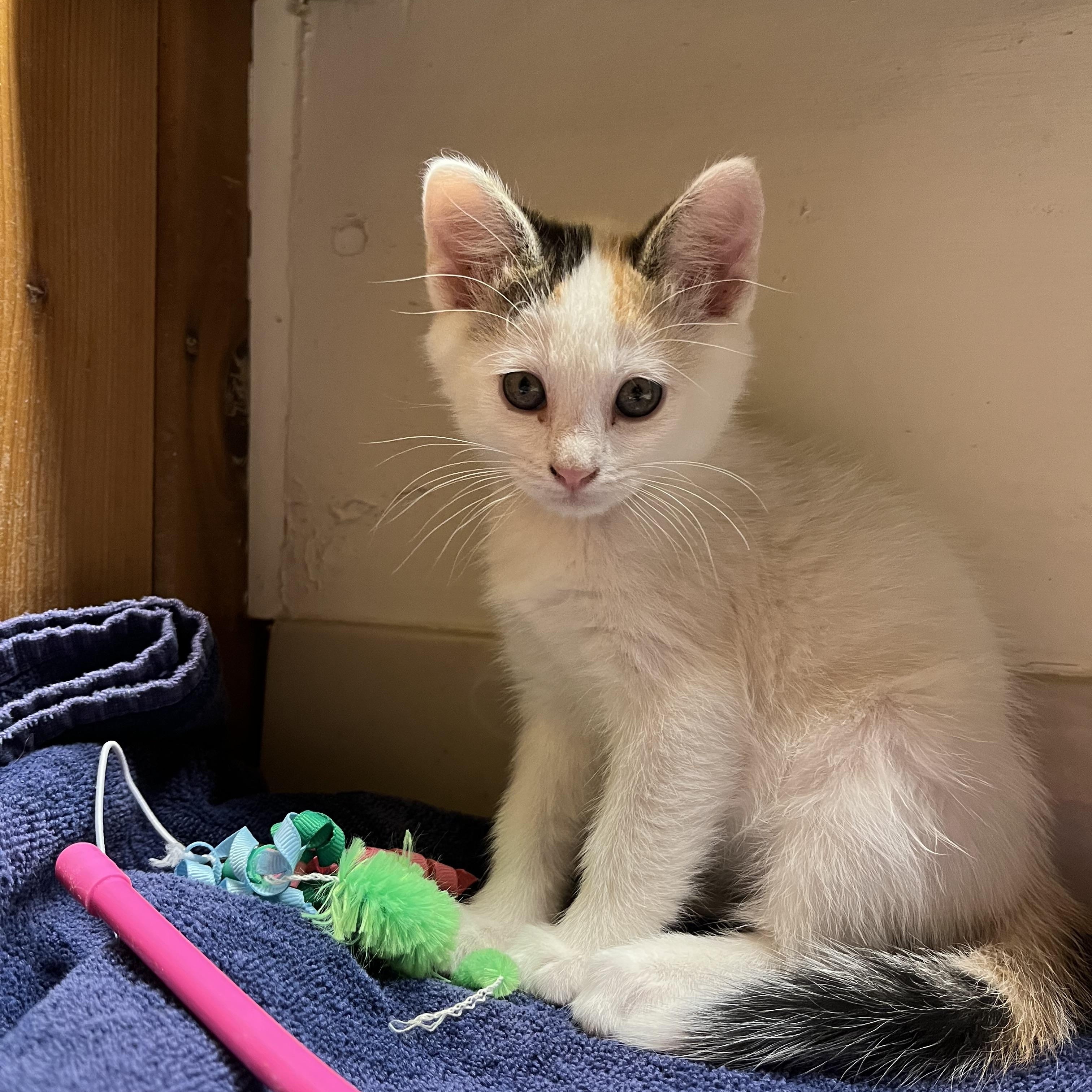 Gannett, an adoptable Domestic Short Hair in Pinedale, WY, 82941 | Photo Image 1