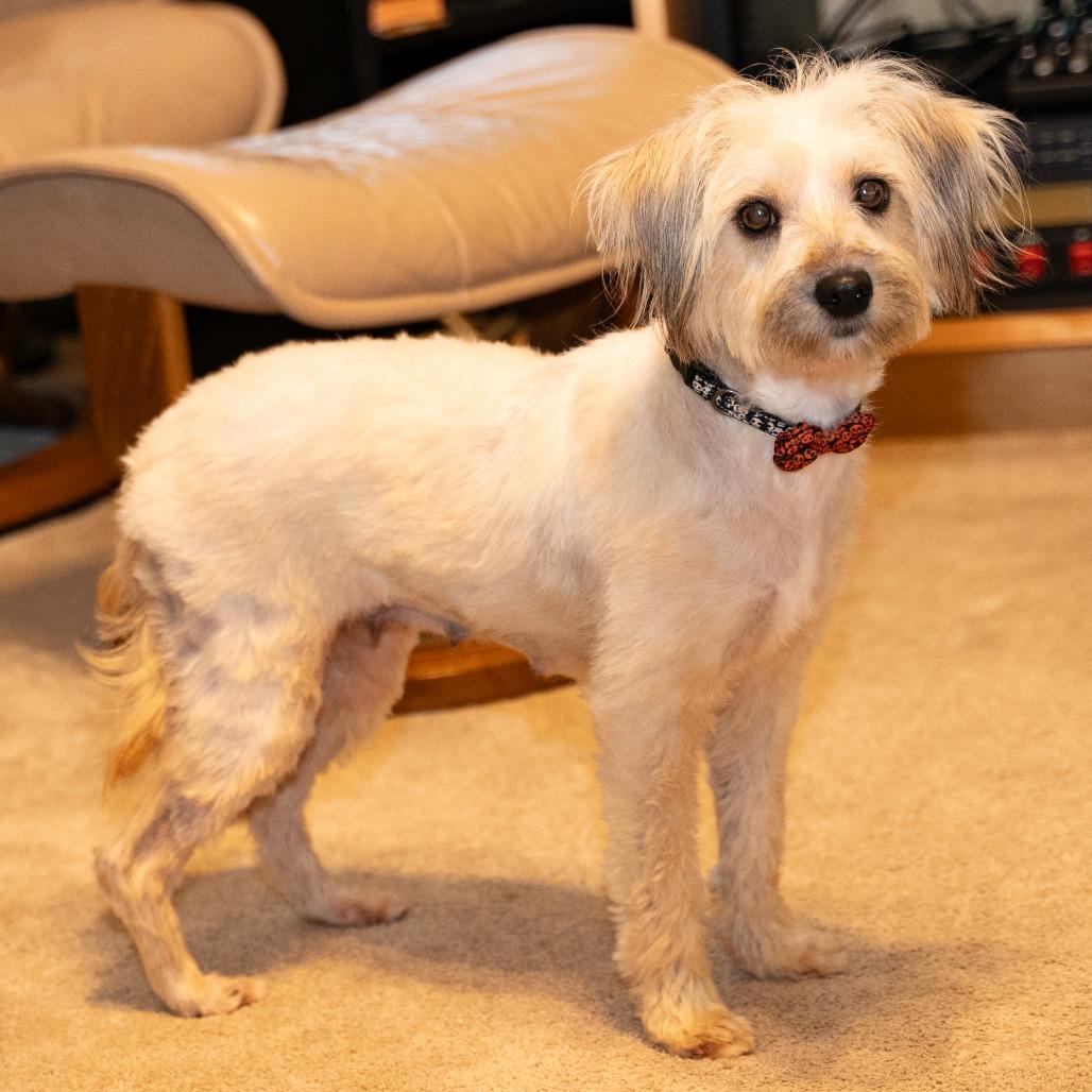 Lollipop, a Adoptable Terrier in Santa Fe, TX image 1/6