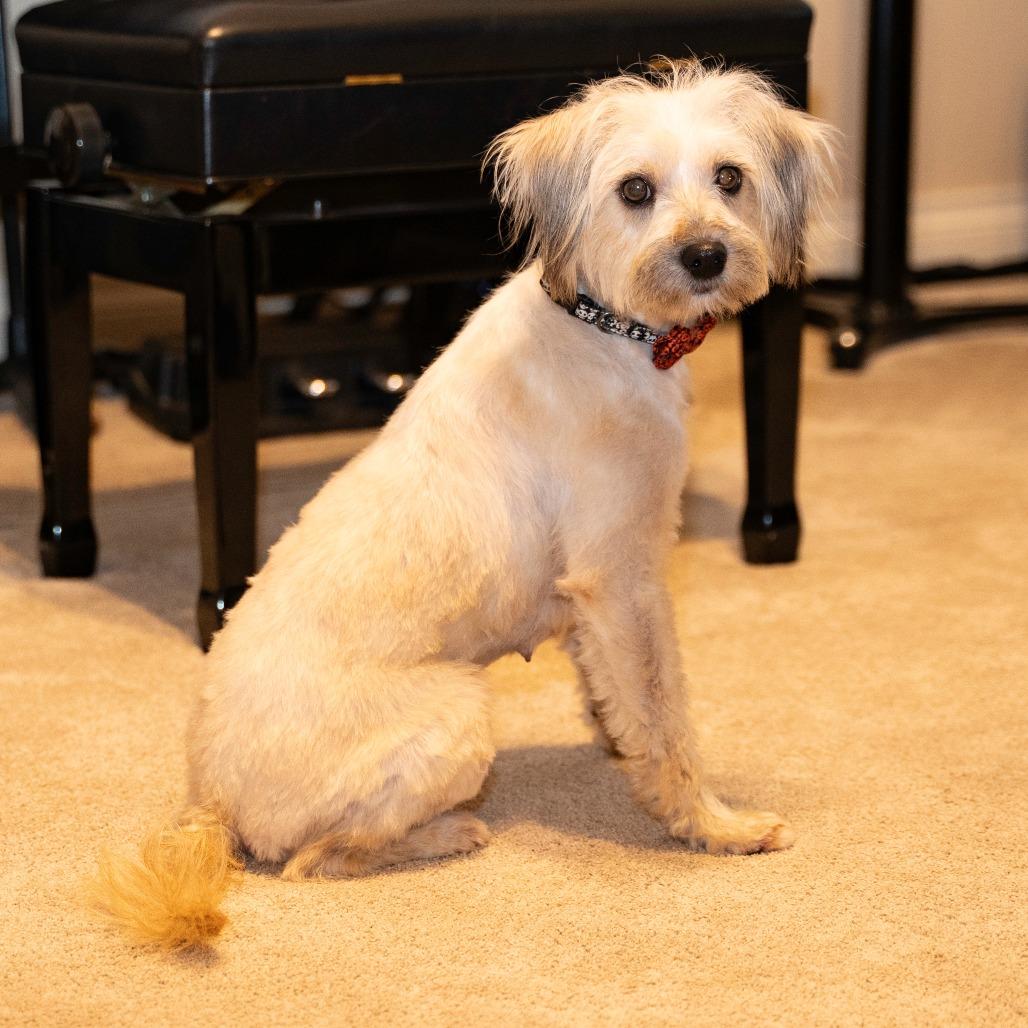 Lollipop, a Adoptable Terrier in Santa Fe, TX image 2/6