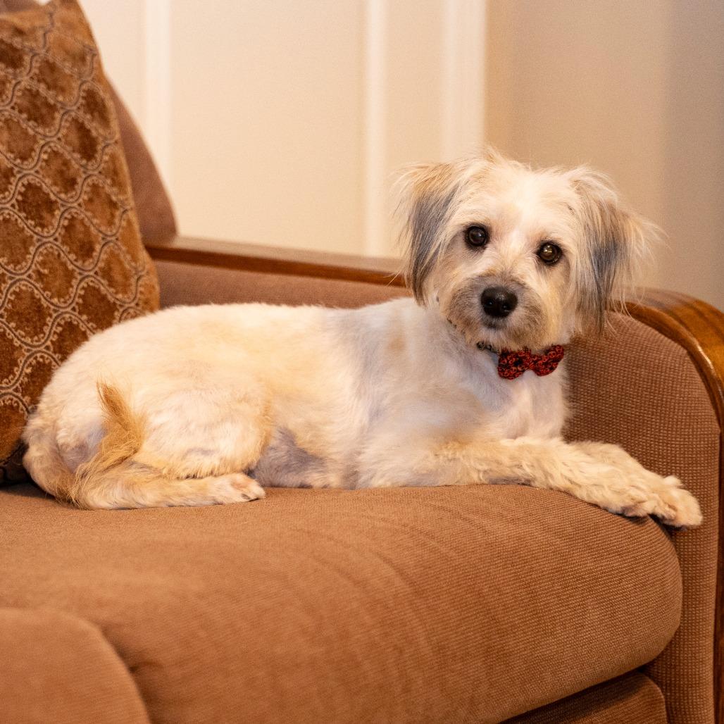 Lollipop, a Adoptable Terrier in Santa Fe, TX image 3/6