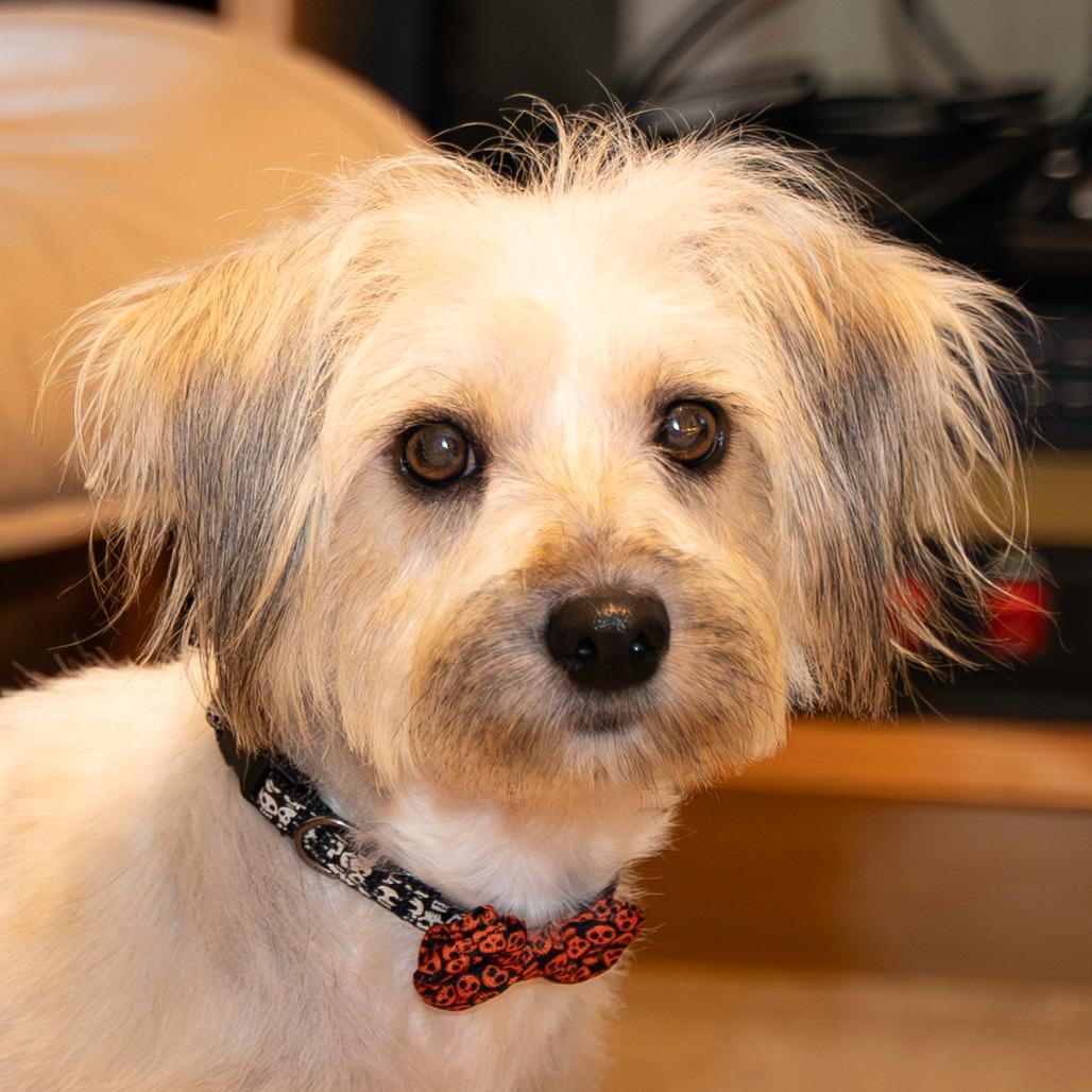 Lollipop, a Adoptable Terrier in Santa Fe, TX image 4/6