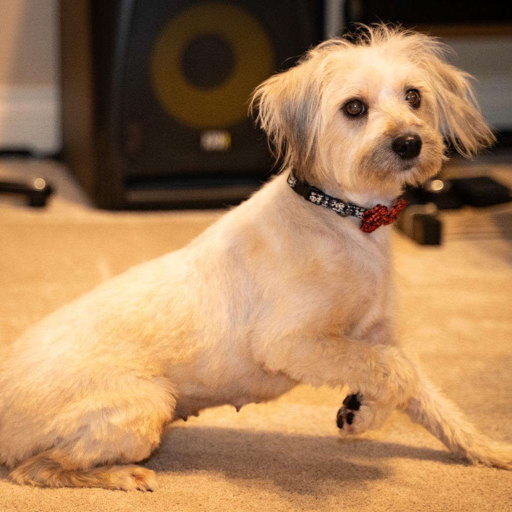 Lollipop, a Adoptable Terrier in Santa Fe, TX image 5/6