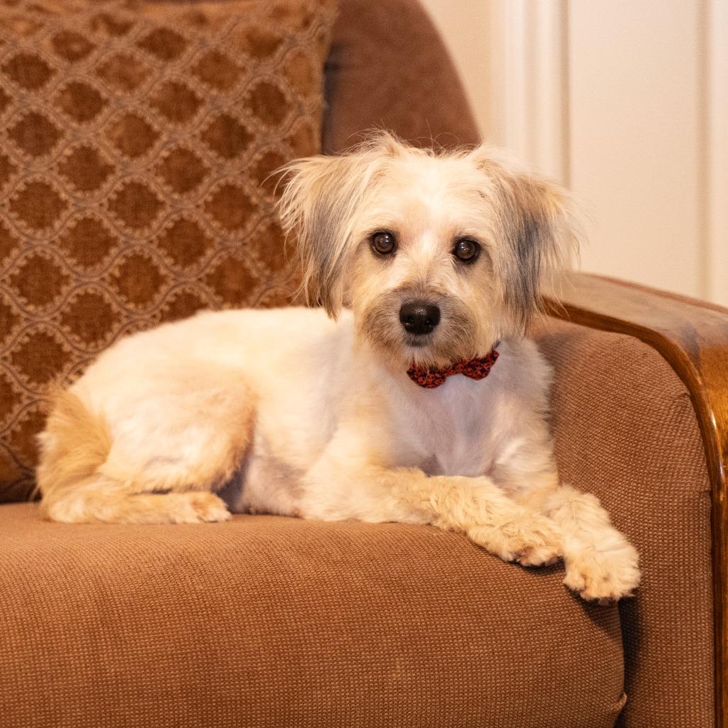 Lollipop, a Adoptable Terrier in Santa Fe, TX image 6/6