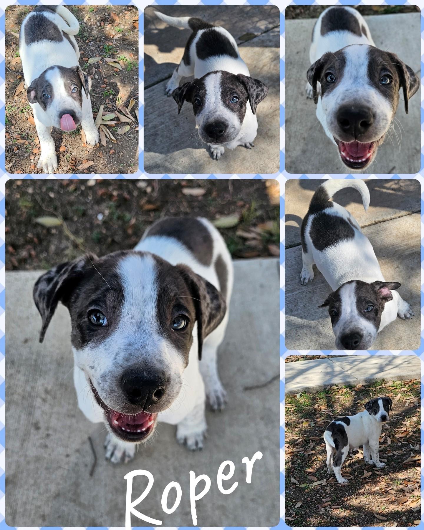 Enlarge Roper, an adopted mixed breed in Universal City, TX image 1/1