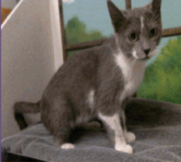 Rarity, Adoptable, Young Female Domestic Short Hair.