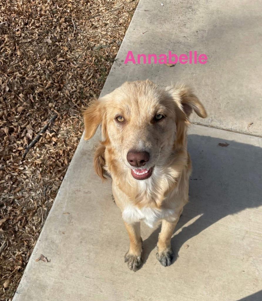 Annabelle, Adopted, Young Female Nova Scotia Duck Tolling Retriever.