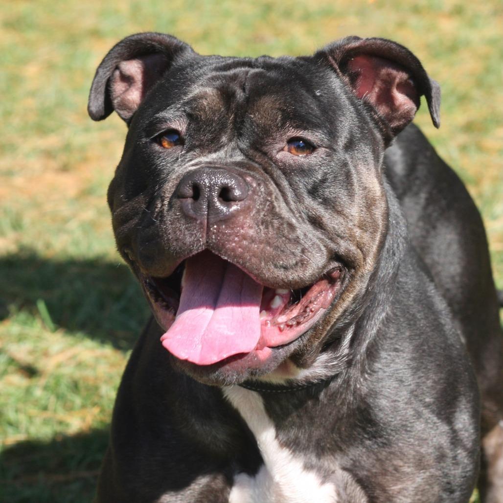 Enlarge Enchantress, a Adoptable Mixed Breed in Allentown, PA image 1/3