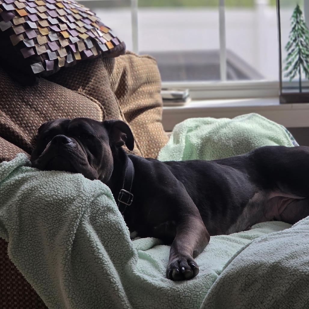 Enlarge Enchantress, a Adoptable Mixed Breed in Allentown, PA image 2/4