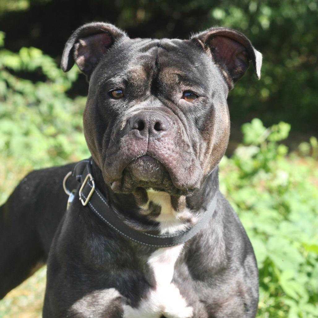 Enlarge Enchantress, a Adoptable Mixed Breed in Allentown, PA image 3/3