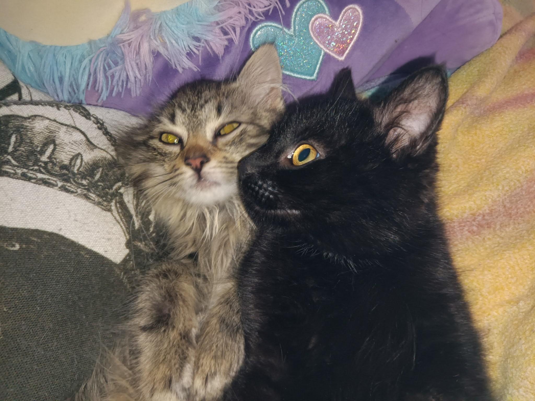 Godiva & Wicca, a Adoptable Tabby image 1/5