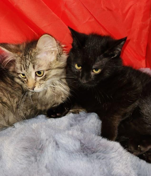 Godiva & Wicca, a Adoptable Tabby image 2/5