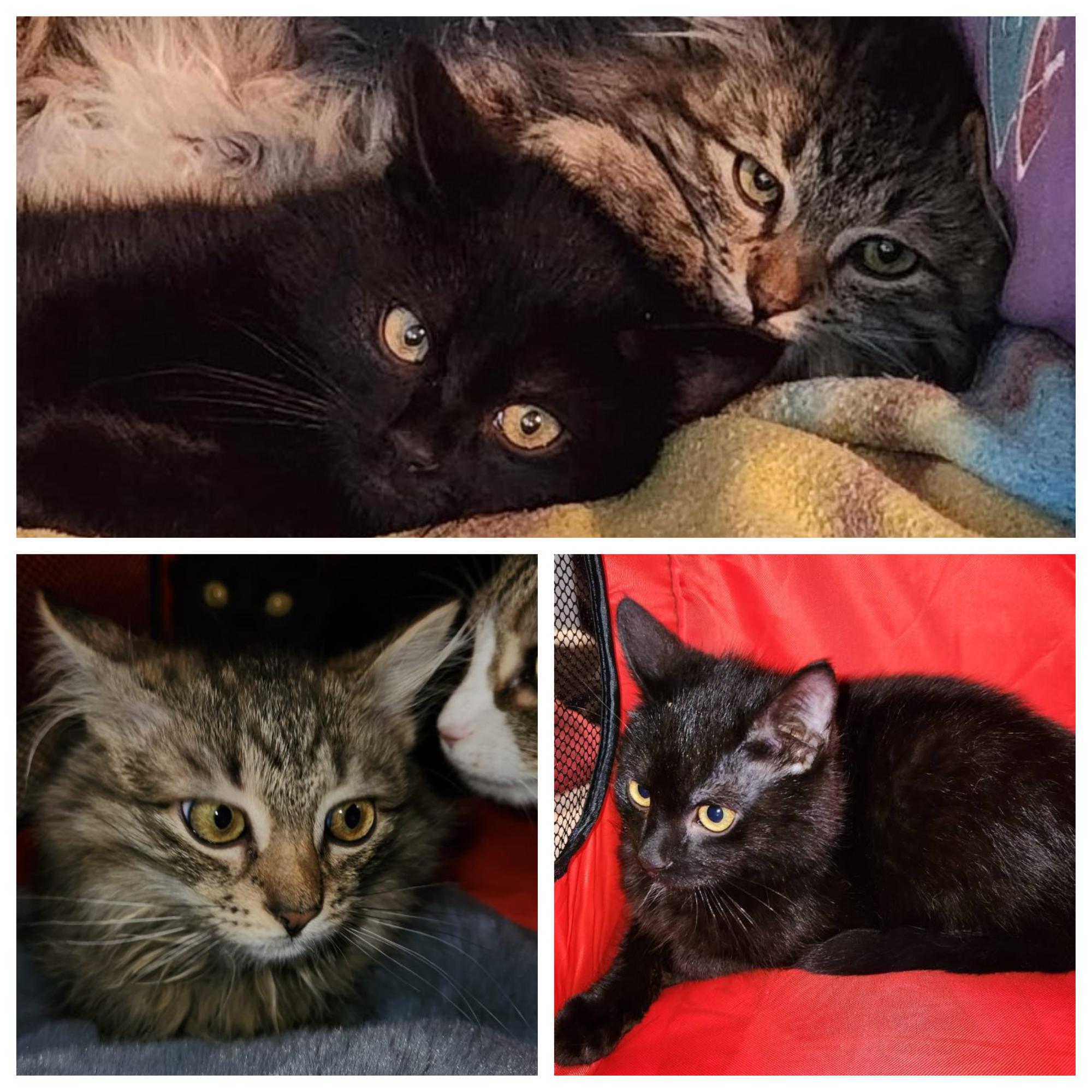 Godiva & Wicca, a Adoptable Tabby image 3/5