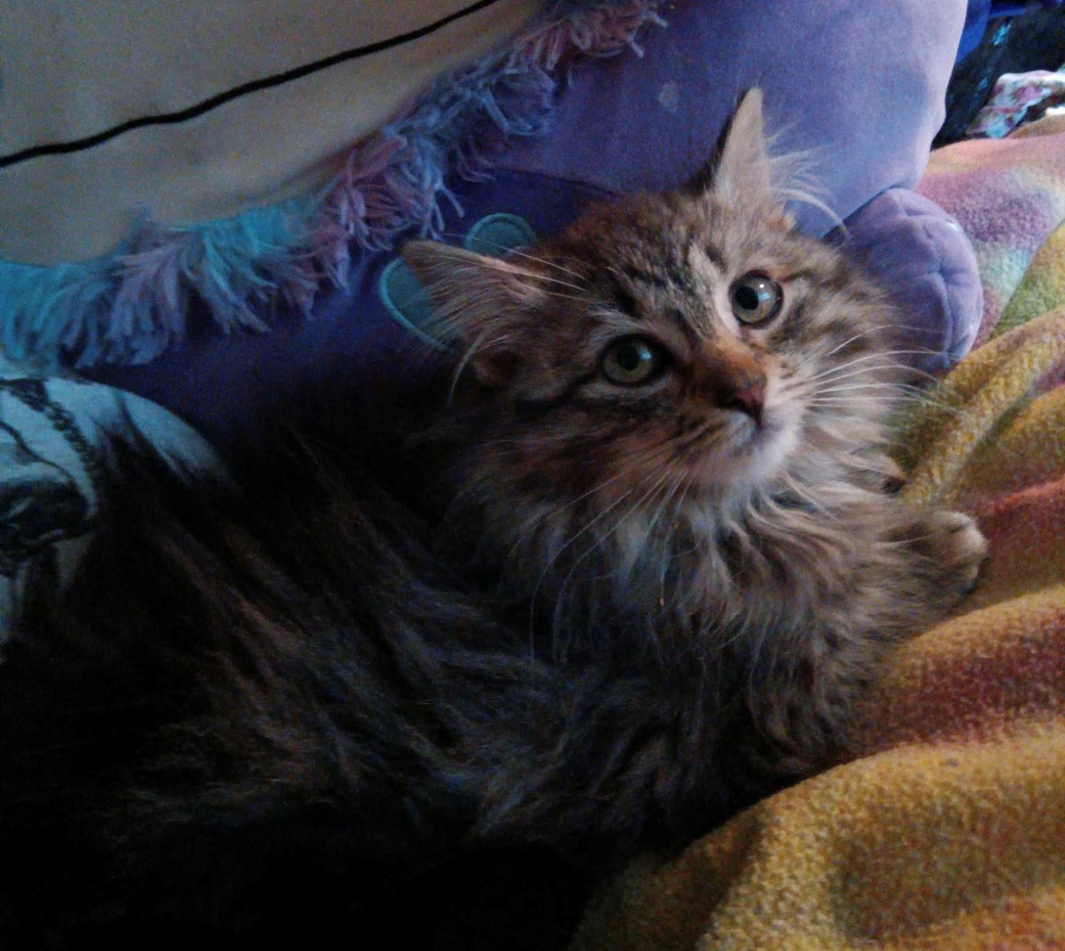 Godiva & Wicca, a Adoptable Tabby image 4/5