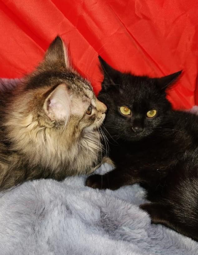 Godiva & Wicca, a Adoptable Tabby image 5/5
