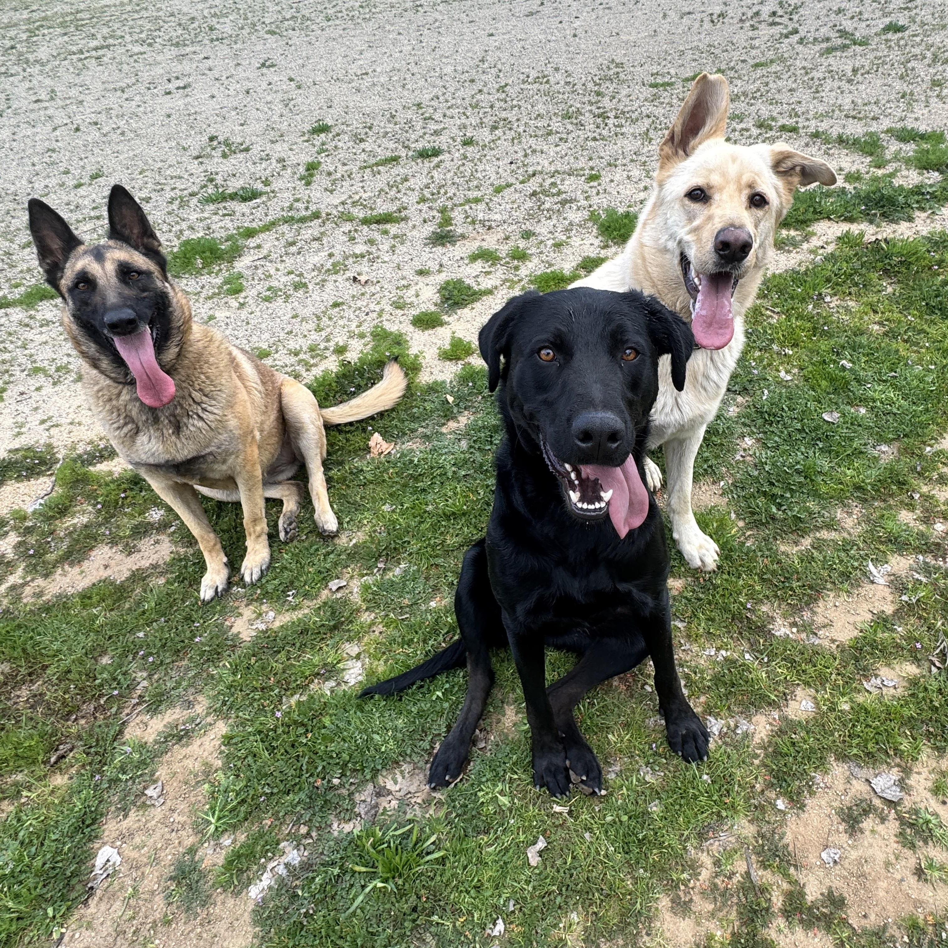 Enlarge KAI, a Adoptable mixed breed in Perris, CA image 4/4