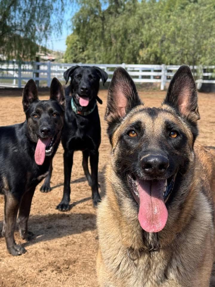 Enlarge KAI, a Adoptable mixed breed in Perris, CA image 3/4