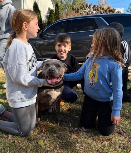 Eliza (Foster), Adoptable, Adult Female Mixed Breed & Mixed Breed.
