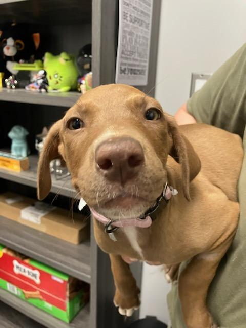 Raga-Muffin (Pink), Adoptable, Puppy Female Mixed Breed.
