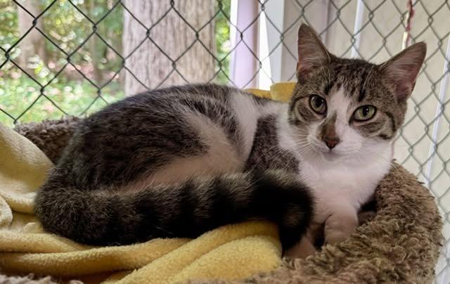 Enlarge Carol, a ADOPTABLE Domestic Short Hair in Ashland, OH image 3/3