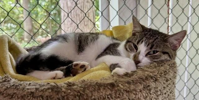 Carol, ADOPTABLE, Young Female Domestic Short Hair.