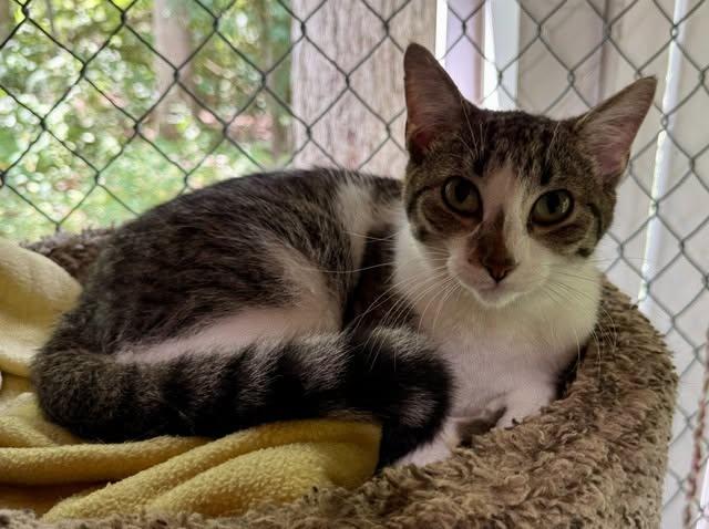 Enlarge Carol, a ADOPTABLE Domestic Short Hair in Ashland, OH image 2/3
