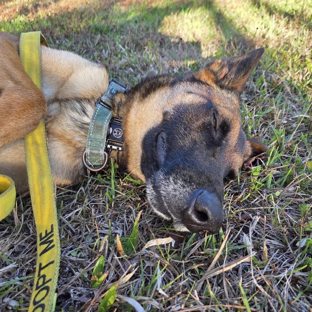 Enlarge DB, a Adoptable Belgian Shepherd / Malinois in North Port, FL image 2/4
