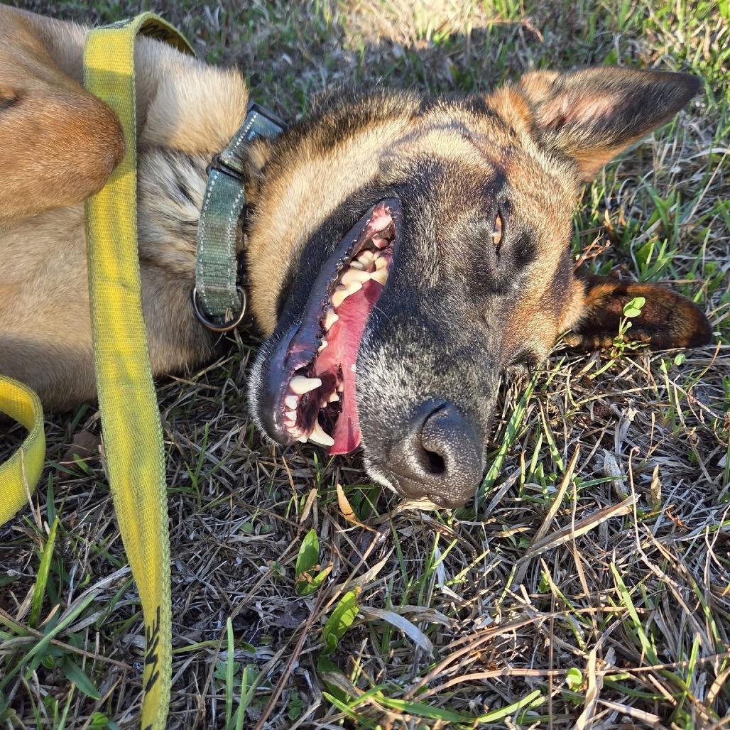 Enlarge DB, a Adoptable Belgian Shepherd / Malinois in North Port, FL image 4/4