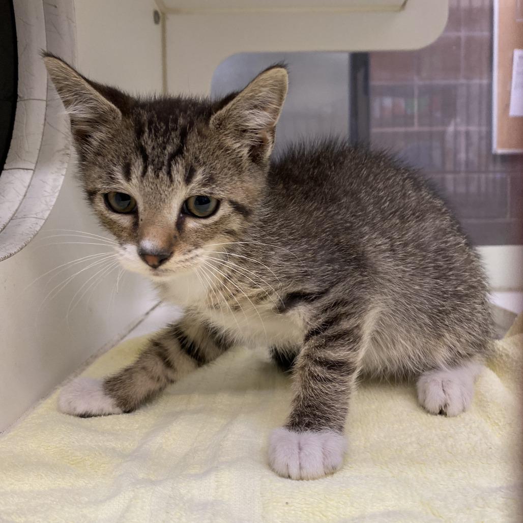 Enlarge Wing, a Adoptable Domestic Short Hair in Cheyenne, WY image 1/3