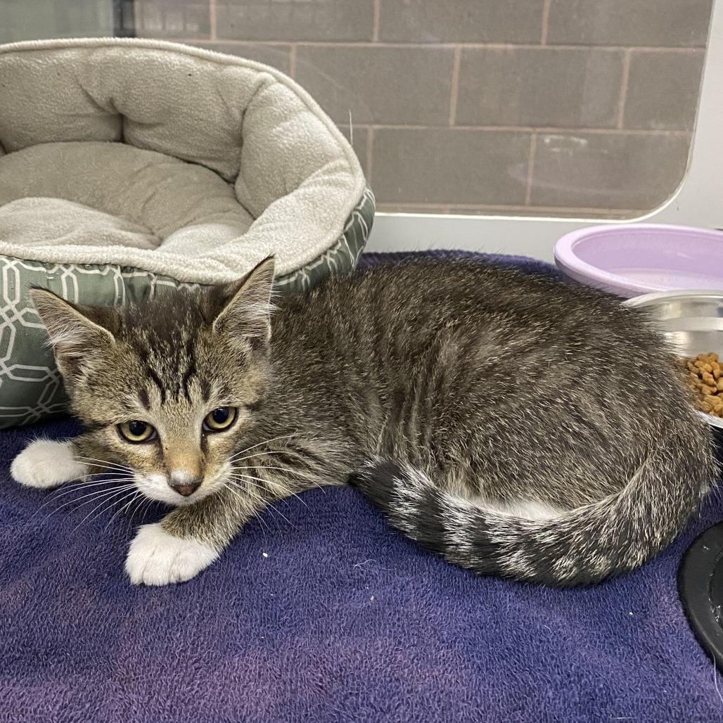 Enlarge Wing, a Adoptable Domestic Short Hair in Cheyenne, WY image 2/3