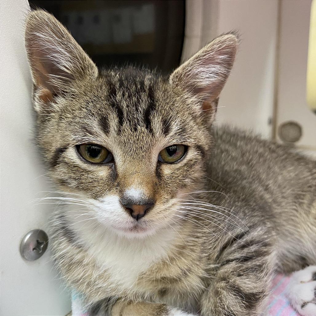 Enlarge Wing, a Adoptable Domestic Short Hair in Cheyenne, WY image 3/3