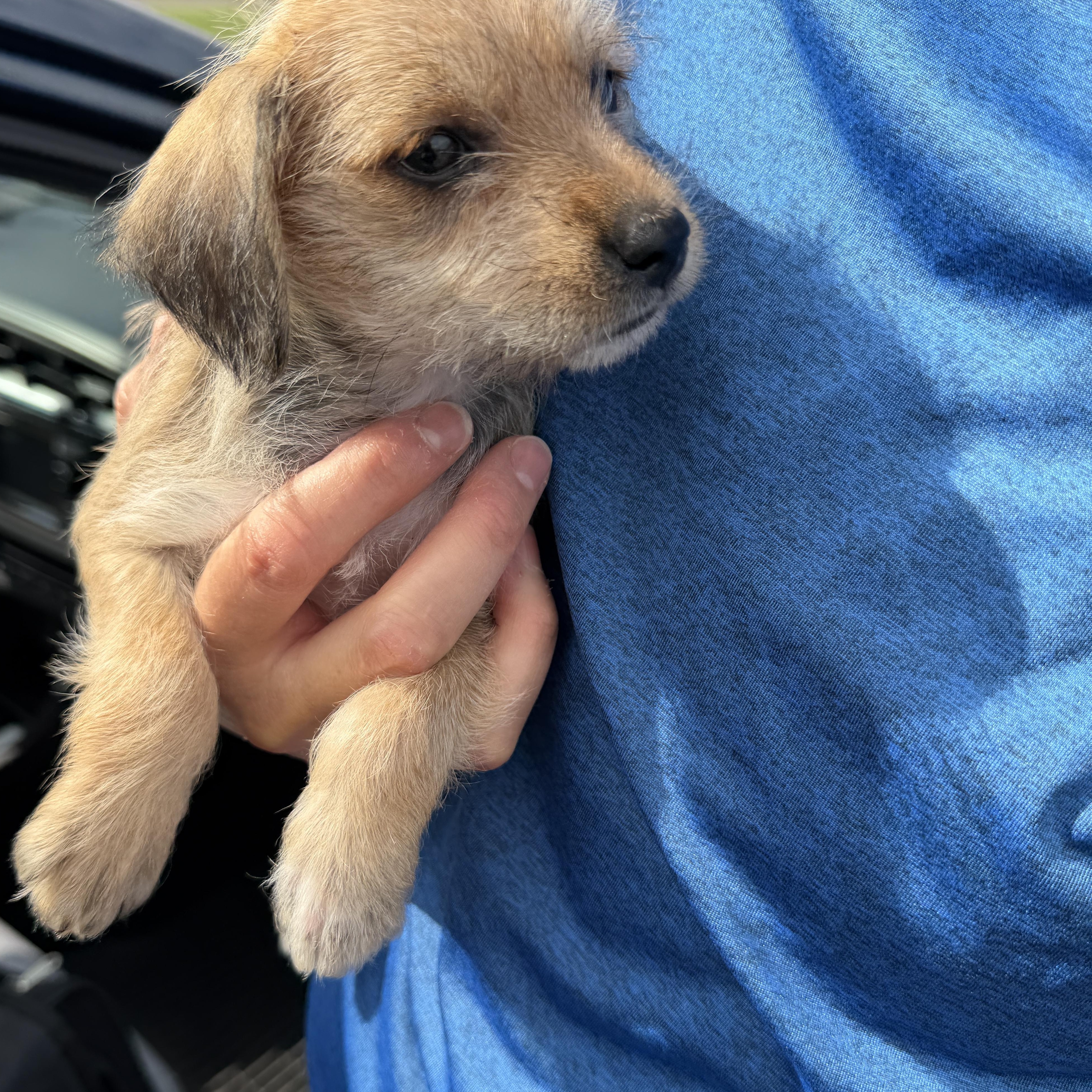 Enlarge Sadie, an adopted mixed breed in Erie, PA image 3/3