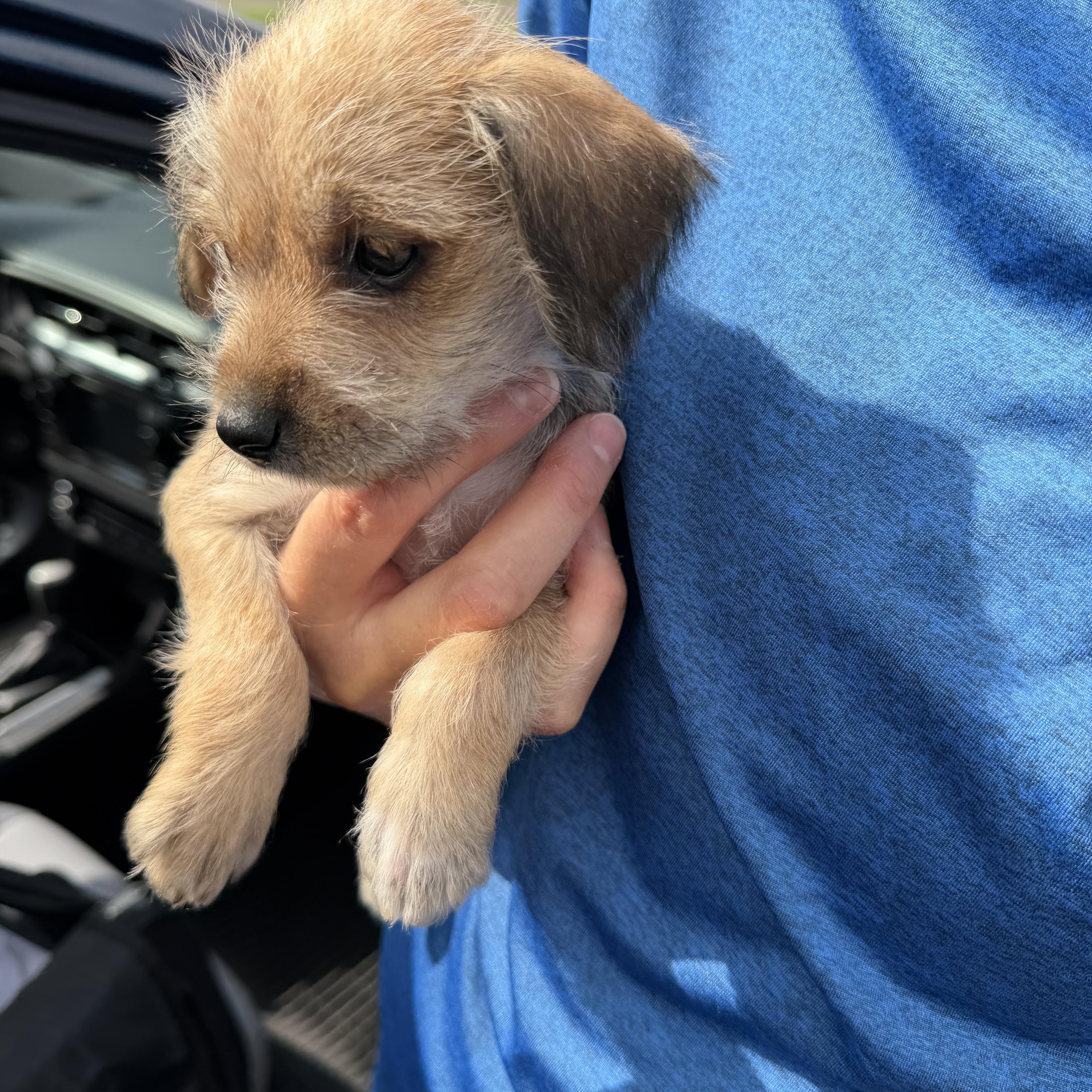 Enlarge Sadie, an adopted mixed breed in Erie, PA image 2/3