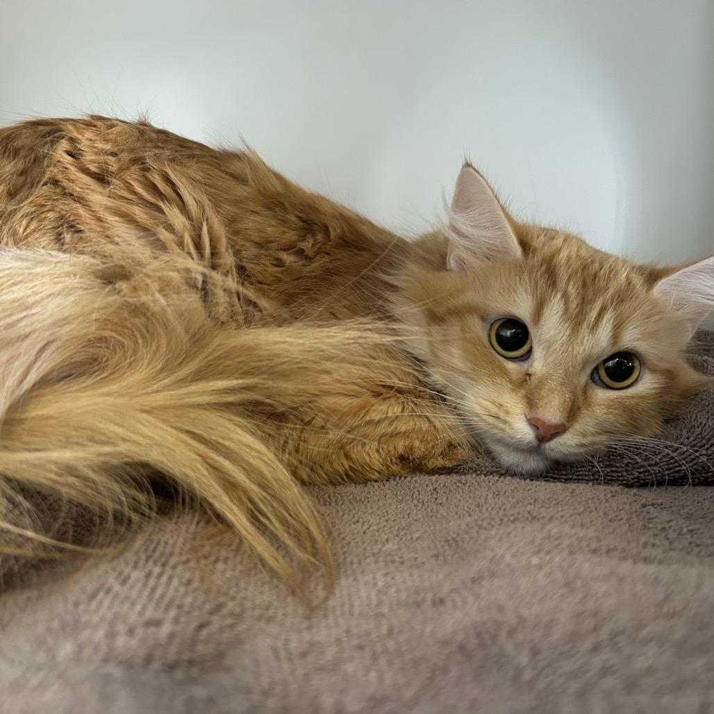 Fern, Adoptable, Young Female Domestic Medium Hair.