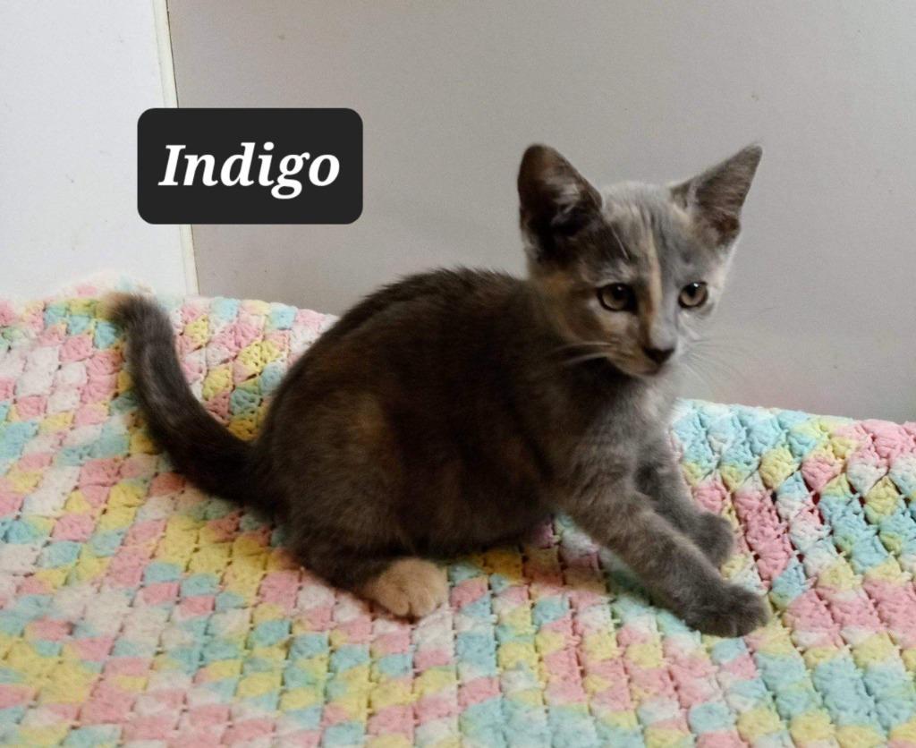 Indigo, Adoptable, Young Female Domestic Short Hair.