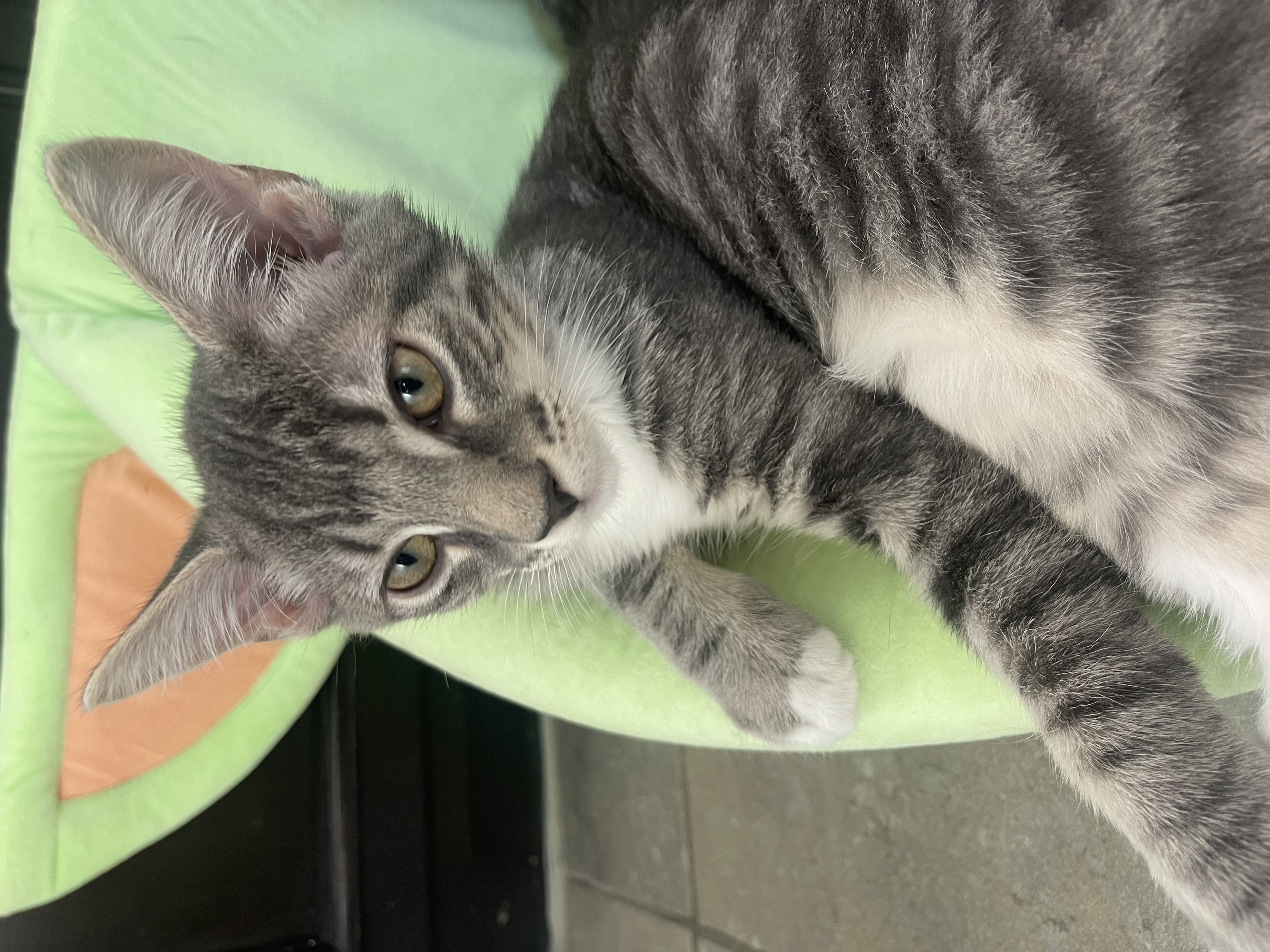 Enlarge Figaro, a Adoptable American Shorthair in Auburn, GA image 1/1